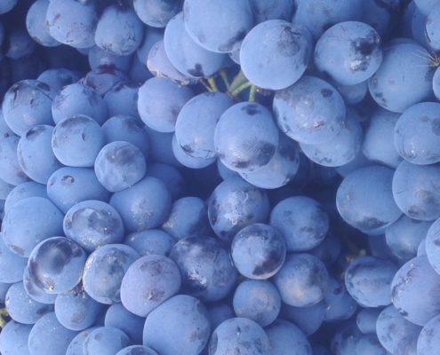 barbera grappoli