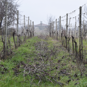 Progetto senza titolo (91)